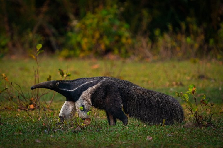145 Zuid Pantanal,  reuzenmiereneter.jpg